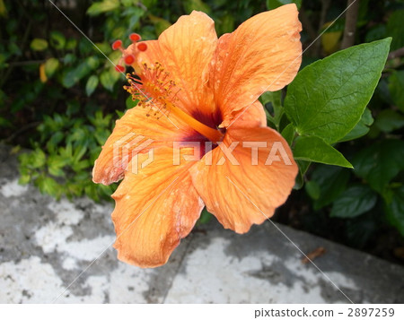 Hibiscus orange color Hibiscus orange color 2897259