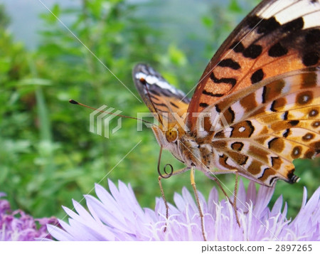 Flower and butterfly 2897265