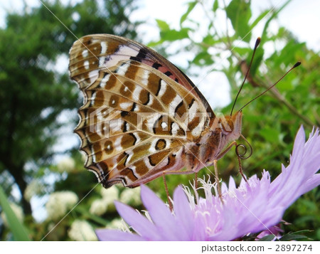 與花和羽毛的一隻蝴蝶關閉了 2897274