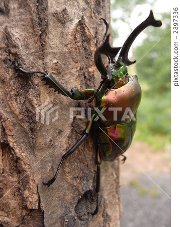 Rainbow stag beak diagonally Rainbow stag beak diagonally 2897336