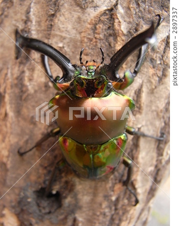 Nujiiro Stag beetle up Nujiiro Stag beetle up 2897337