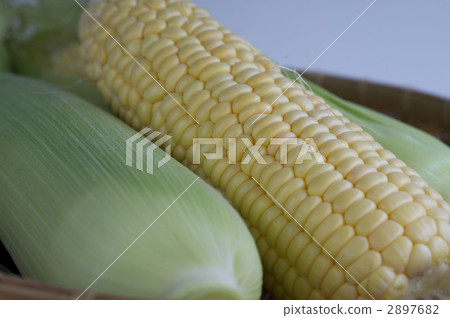 玉米 玉米 2897682