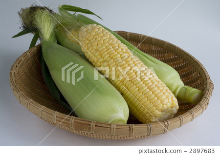 corn corn 2897683