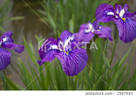Iris Iris 2897685