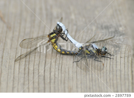 Mating of Shioyatombo Mating of Shioyatombo 2897789