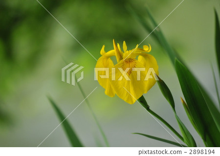 Yellow rust ball 2898194