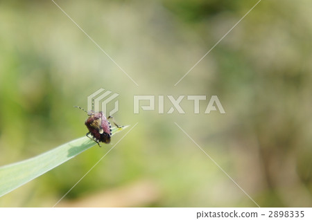 Bee whale bug 2898335