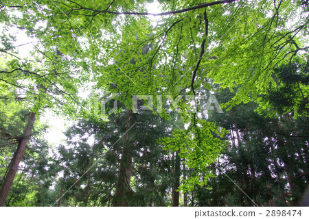 原始森林 針葉樹 針葉 2898474