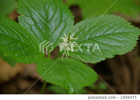 Hitorishizuka 2898475