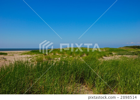 Hama garlic on the sandy beach 2898514