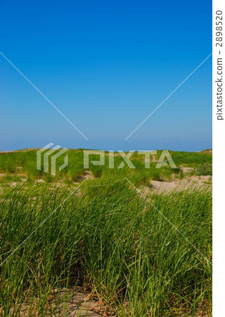 Hama garlic on the sandy beach 2898520