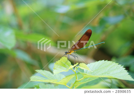Damselfly Damselfly 2898635