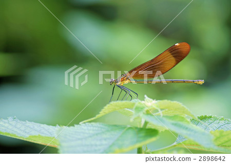 Damselfly Damselfly 2898642