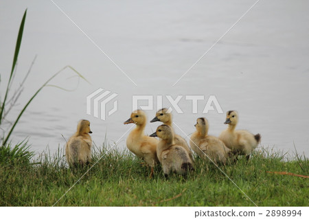 數學小雞 2898994