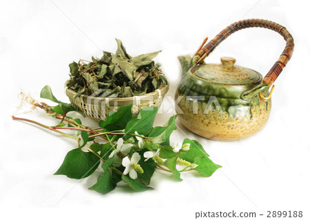 Dokudami tea Dokudami tea 2899188