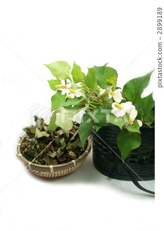Dokudami tea 2899189