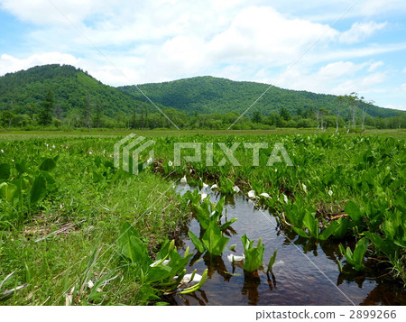 Oze National Park Ozegahara blooming water basho Oze National Park Ozegahara blooming water basho 2899266