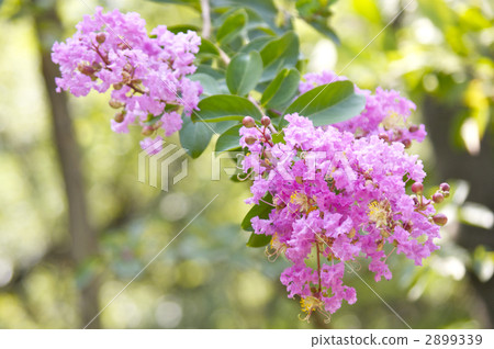 Flower of crape mybs Flower of crape mybs 2899339