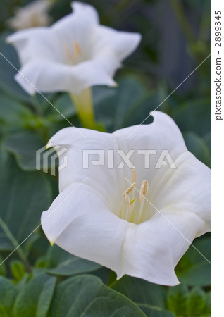 White morning glory 2899345