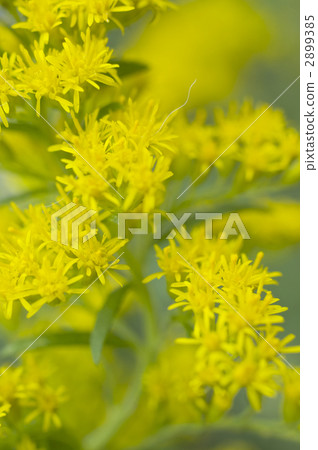 Seita Kawadasshi Saw 2899385