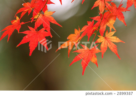 Momiji離開 2899387