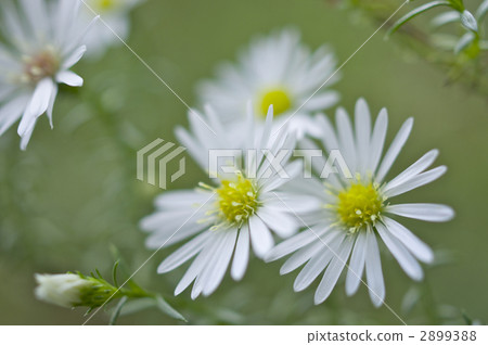 孔雀翠菊花 2899388