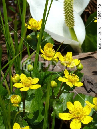 Oze國家公園在Ozegahara Kan Tachibana＆Water Basho盛開 2899410