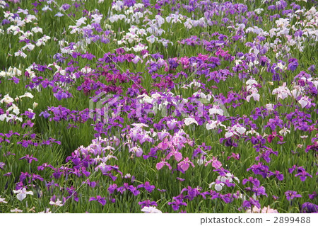 Sho-pu Festival 2899488