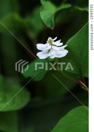 Flower and vertical position of double-bloomed Tokonuma 2899595