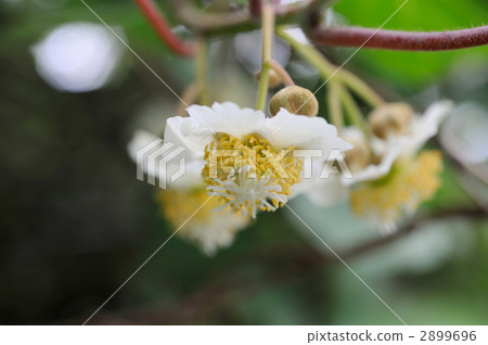 獼猴桃女性花 2899696