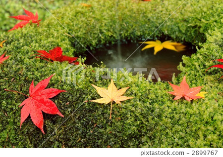 leaf, maple, yellow leafe 2899767