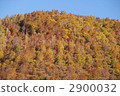 秋葉 黃葉 楓樹 2900032
