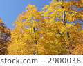 秋天 秋 樹木 2900038