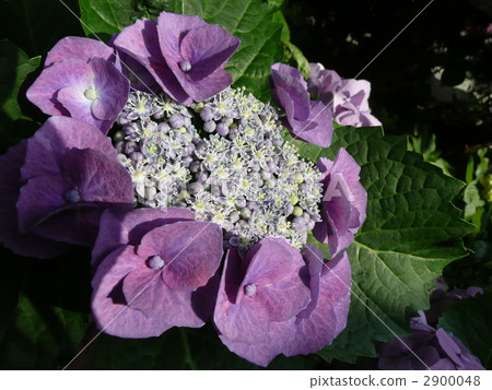 Crown of Europe 2900048