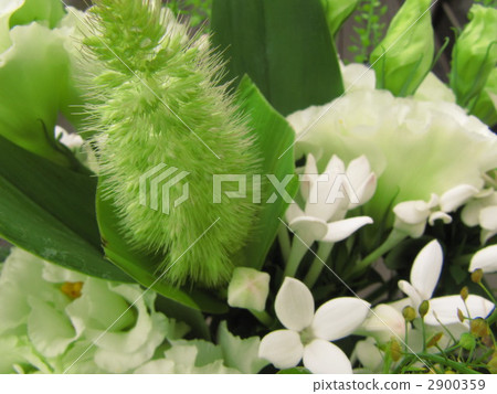 Millet bouquet Millet bouquet 2900359