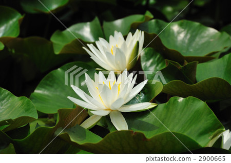 Flowering of water lily 2900665