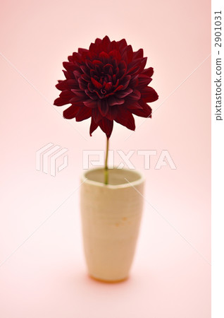 Hana Hitoshi Dahlia 2901031