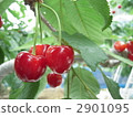 cherries, cherry, satonishiki cherry 2901095