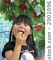 cherry picking, girl, young girl 2901096