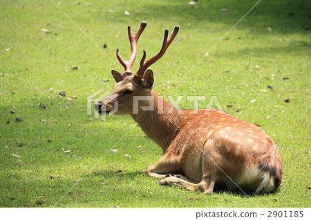 buck, stag, one small animal 2901185