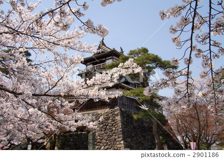 丸岡城堡 2901186