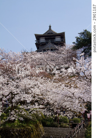 丸岡城堡 2901187