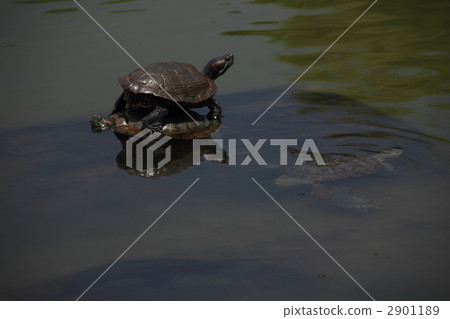 池塘滑塊 彩龜 爬行動物 2901189