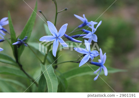 choji-sou, bloom, blossom 2901191