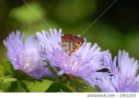 Bennisimi and Stokesia Bennisimi and Stokesia 2901203