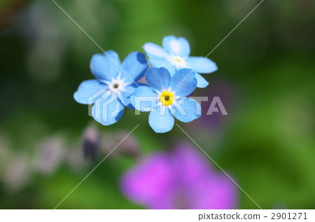 forget-me-not, myosoti, myosotis scorpioide 2901271