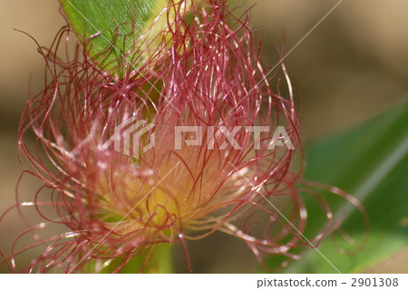 玉米女性花 2901308