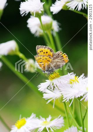 四治見町 2901325