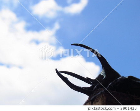 阿特拉斯甲殼蟲 2901423