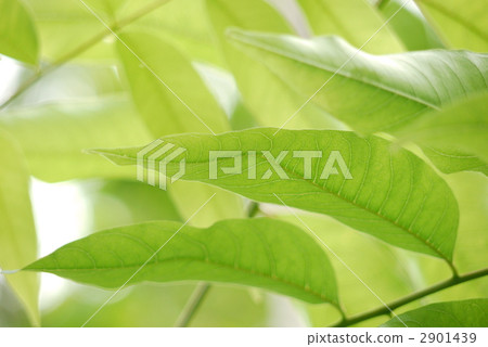 图库照片: 双子叶植物 落叶树 底面的叶